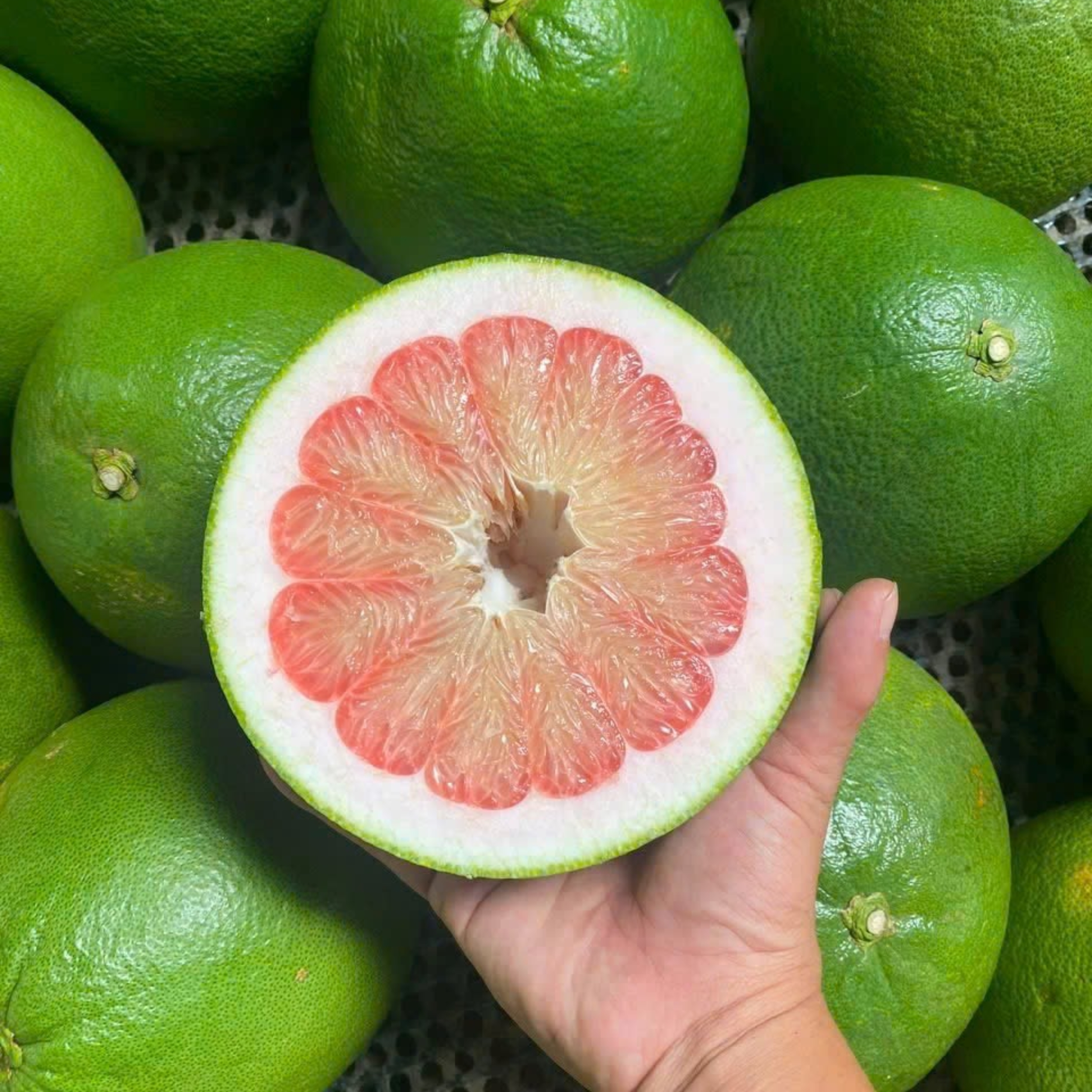 CT075 - Buoi da xanh/ Green Pomelo