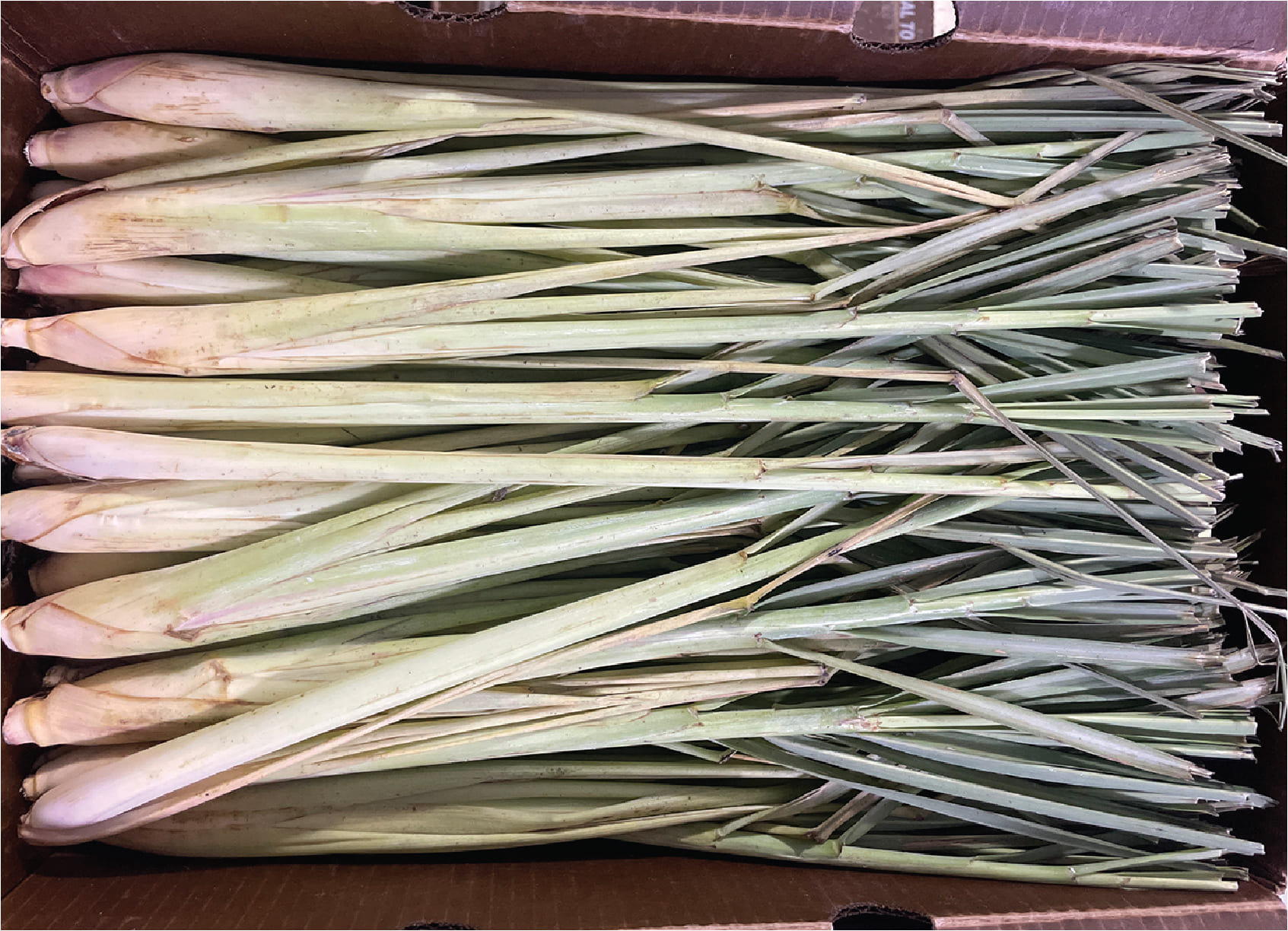 Xa Tuoi / Fresh Lemongrass
