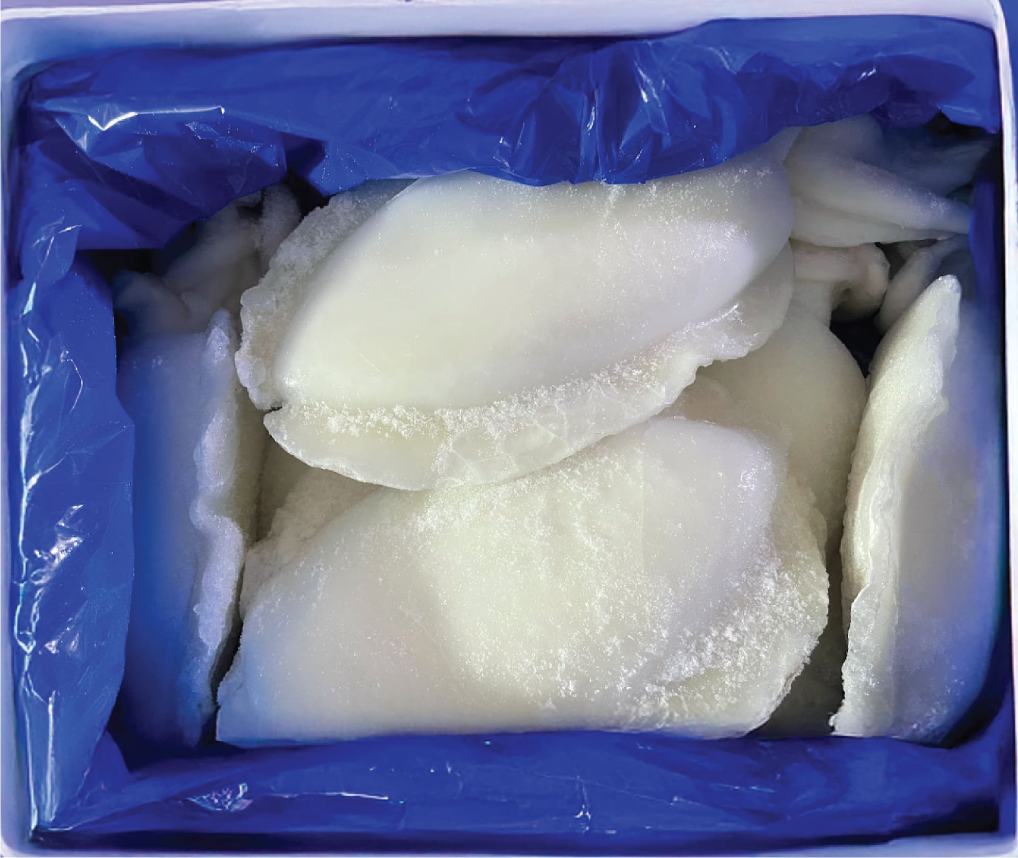 MUC U1 / WHOLE CLEAN CUTTLE FISH 1/2