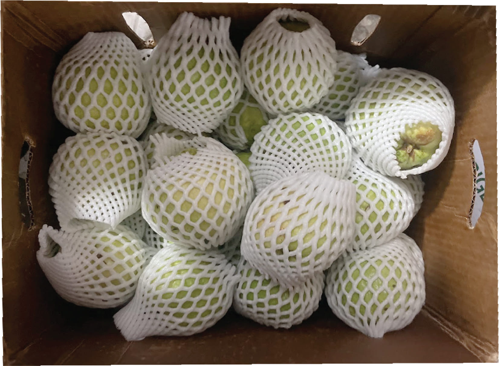 Oi Tuoi / Thai Guava