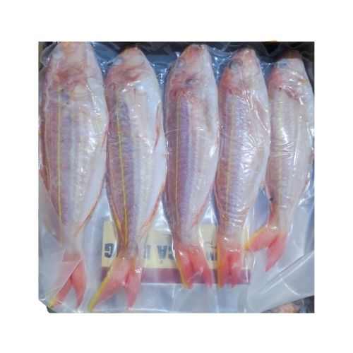 KIM005 - Ca dong/ Whiptail Bream * RED TAPE