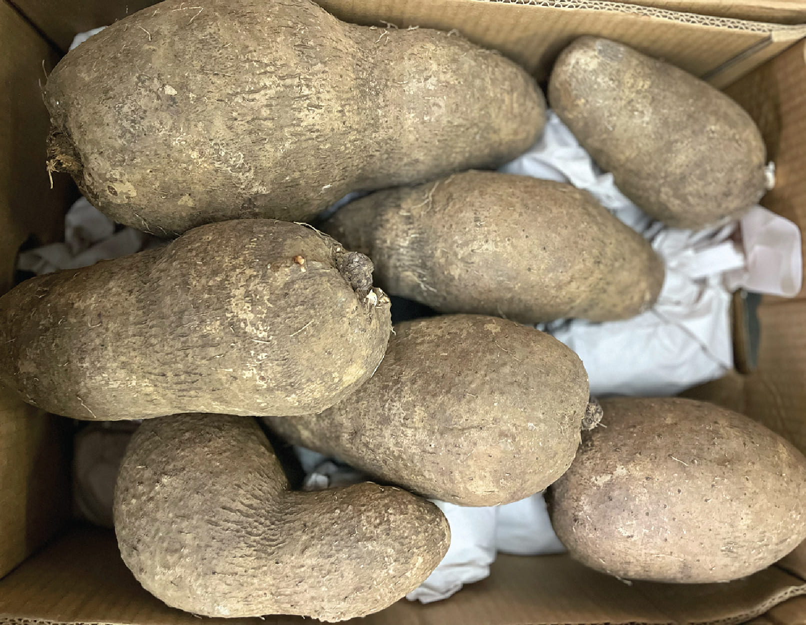 Khoai Mo Tim / Purple Names