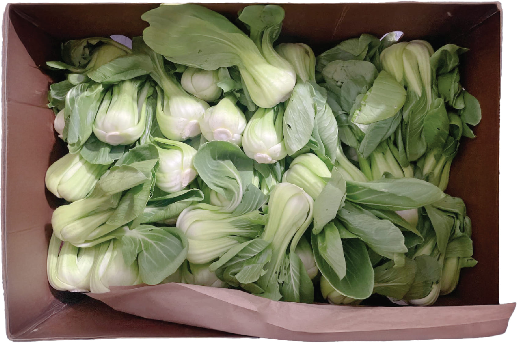 Cai Lun / Shang Hai Bok Choy USA
