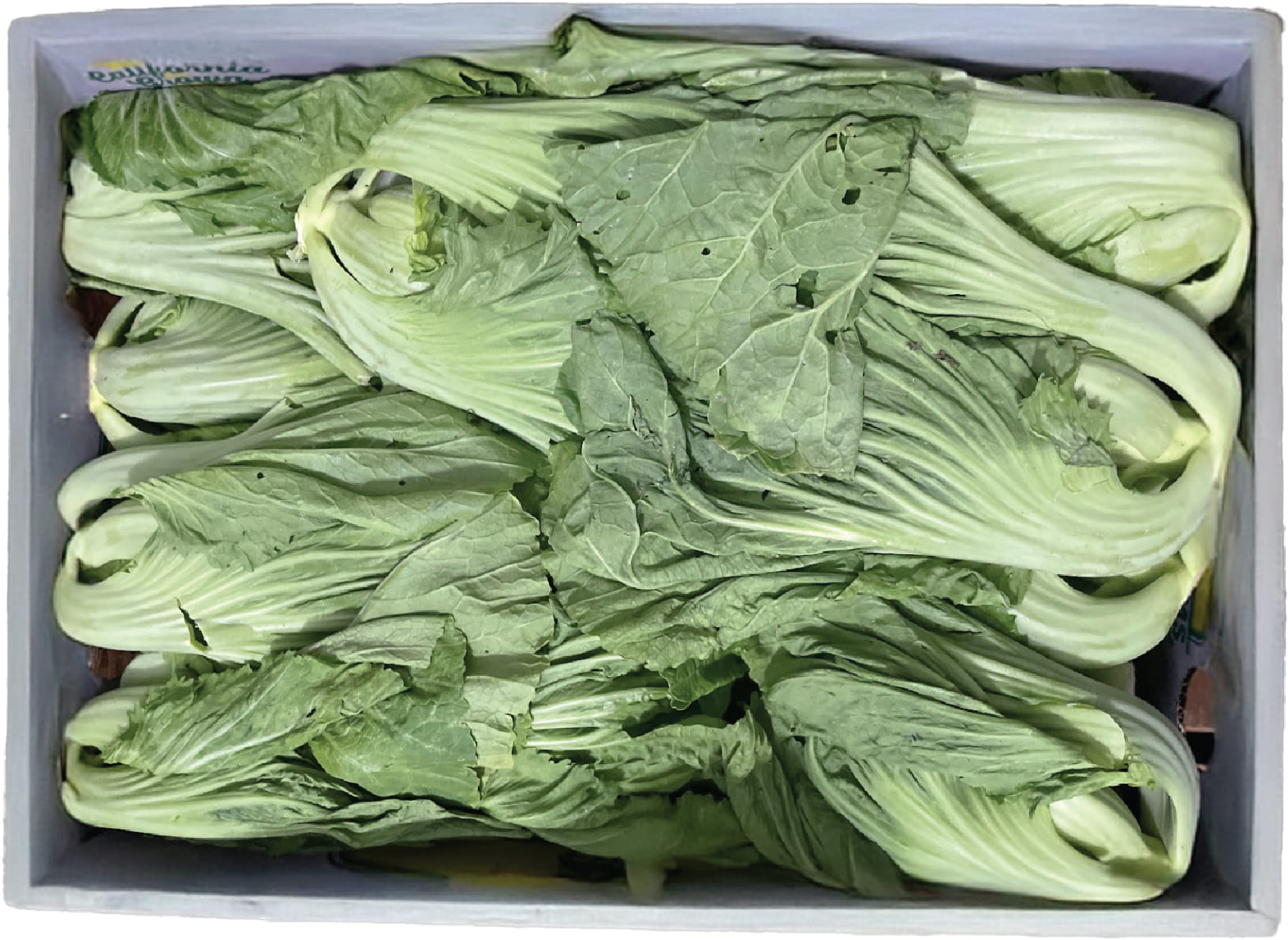 Cai Dua/ Big Gaichoy