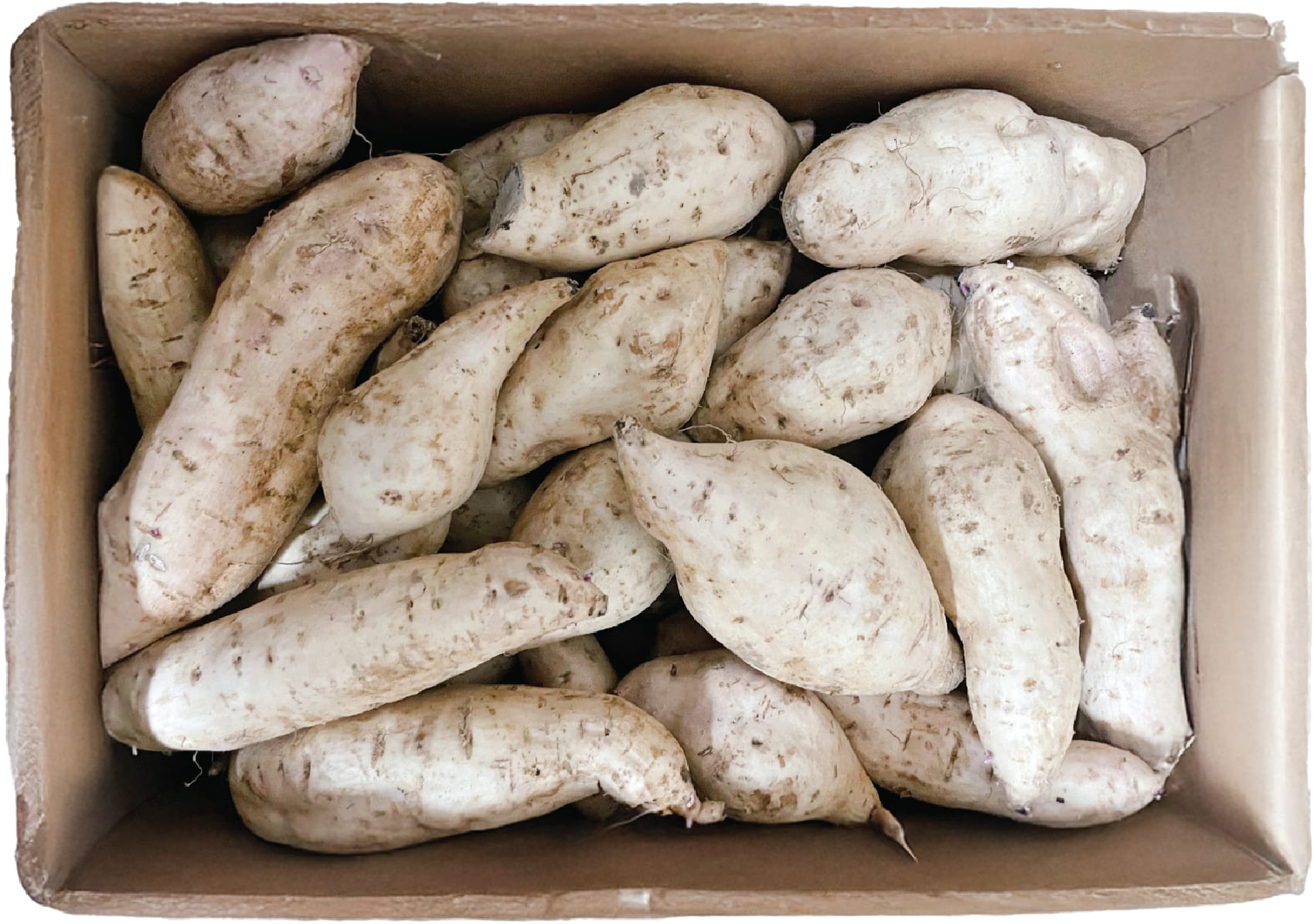 Khoai Lang Tim HW / YAM PURPLE HW