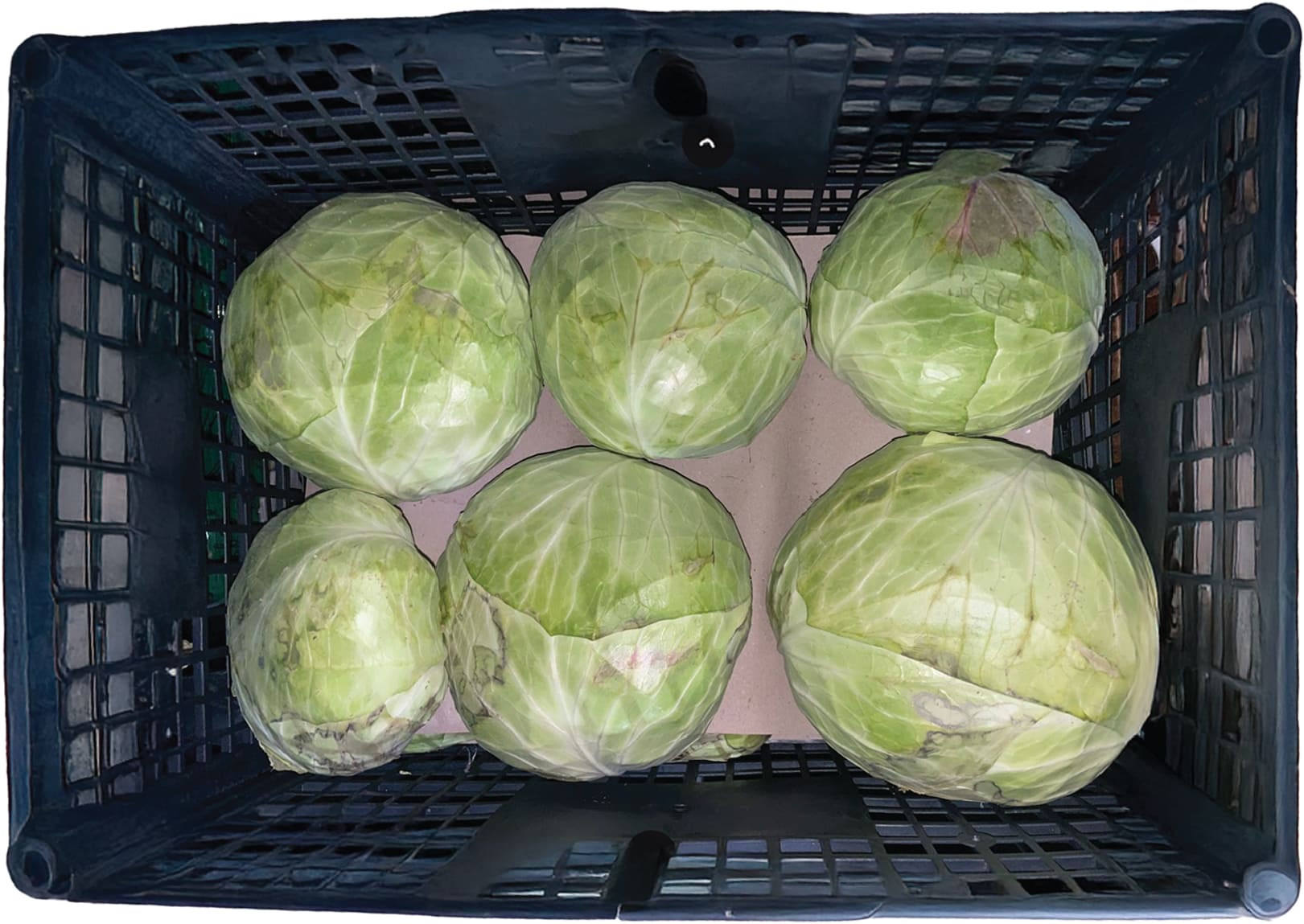 Bap Cai / Cabbage *Mexico*