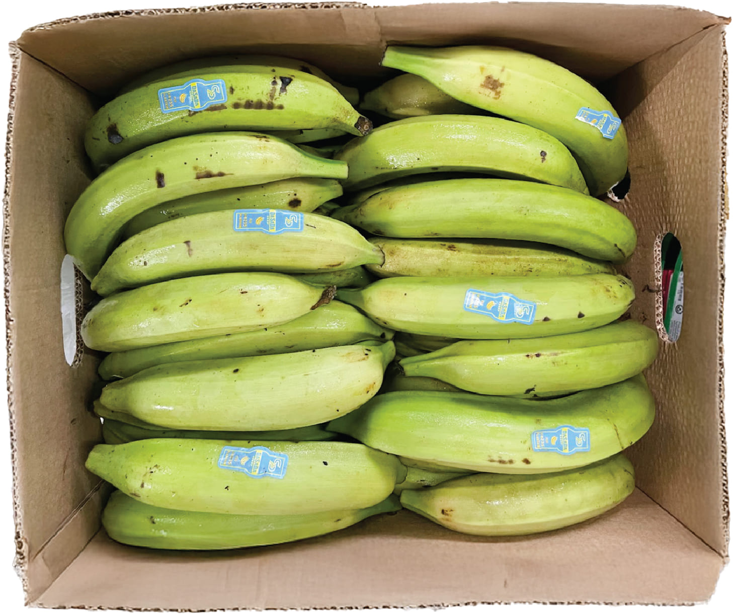 Chuoi Xanh / Plantain