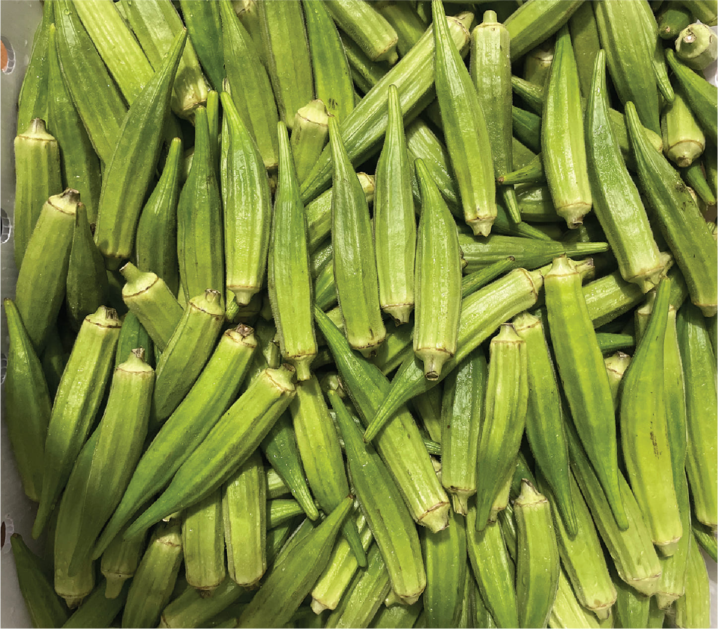 Dau Bap / Baby Okra 15lbs