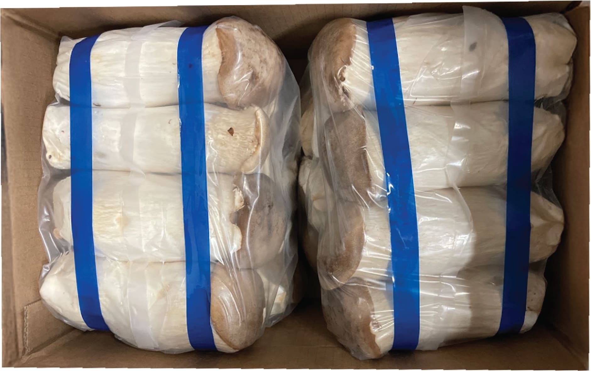 Nam Dui Ga / King oyster Mushroom