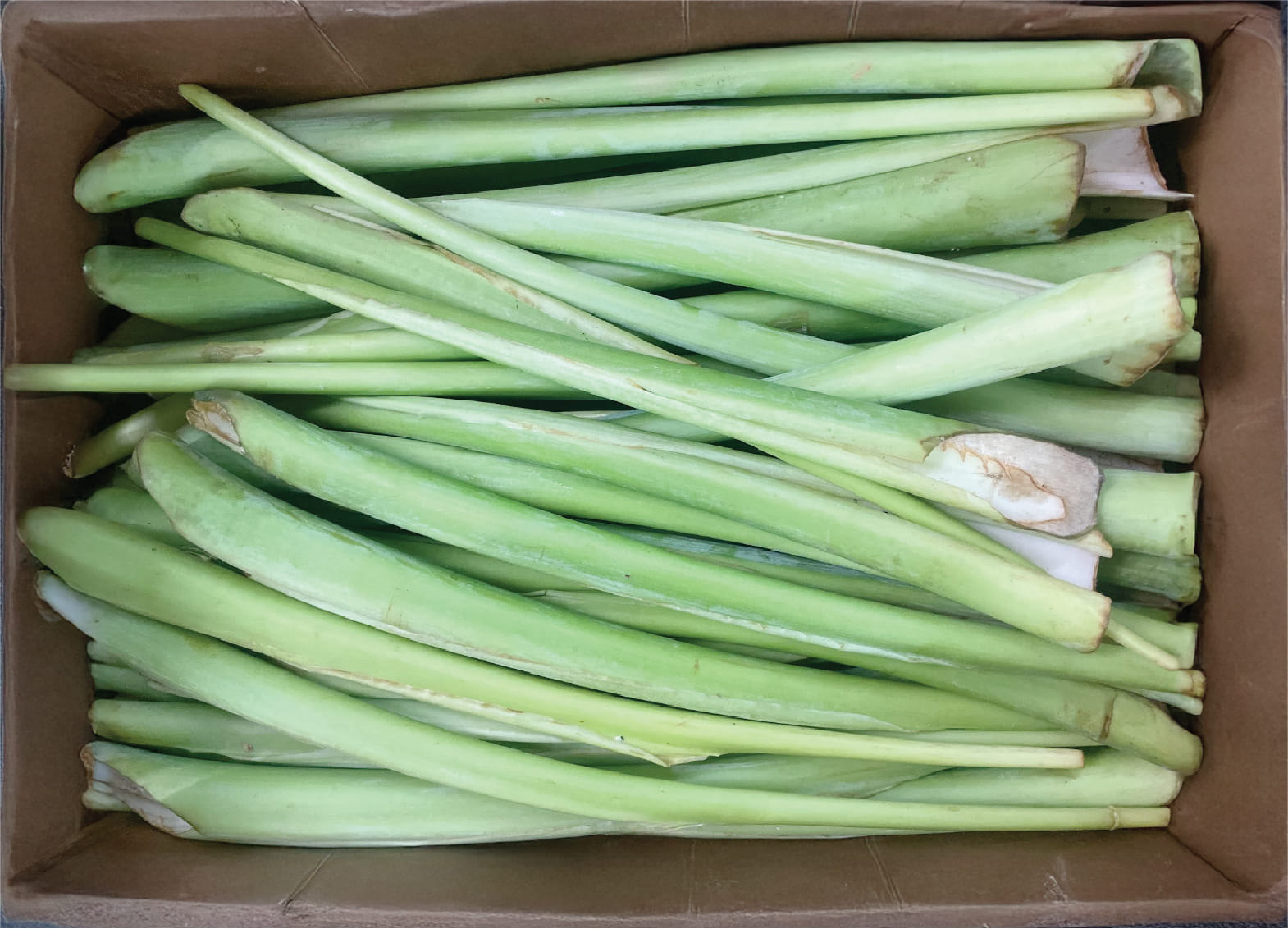 Bac Ha Hawaii Sweet Taro Stock  30lbs / case