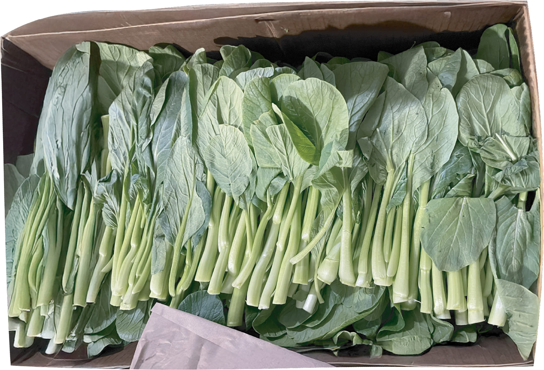 Cai Ngot Mex / Yuchoy Lucky farm