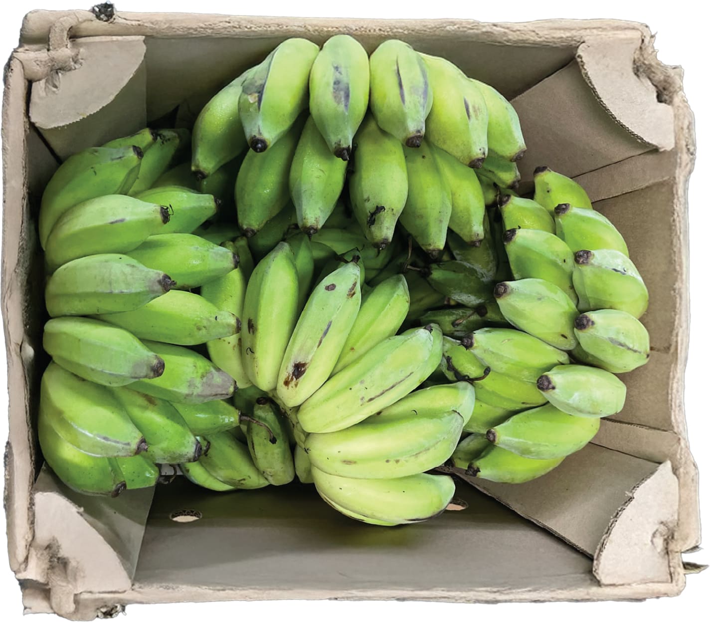 Chuoi Su / Thai Banana