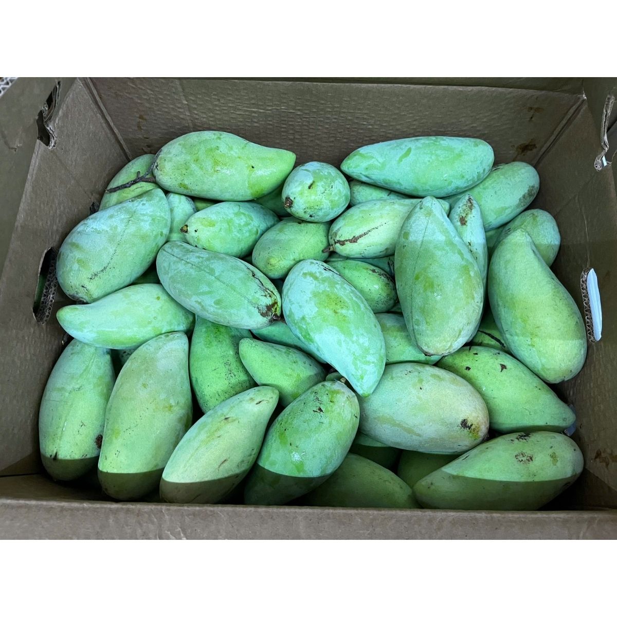 Xoai Tuong Chua Nam Doc Mai Mango 50lbs FL