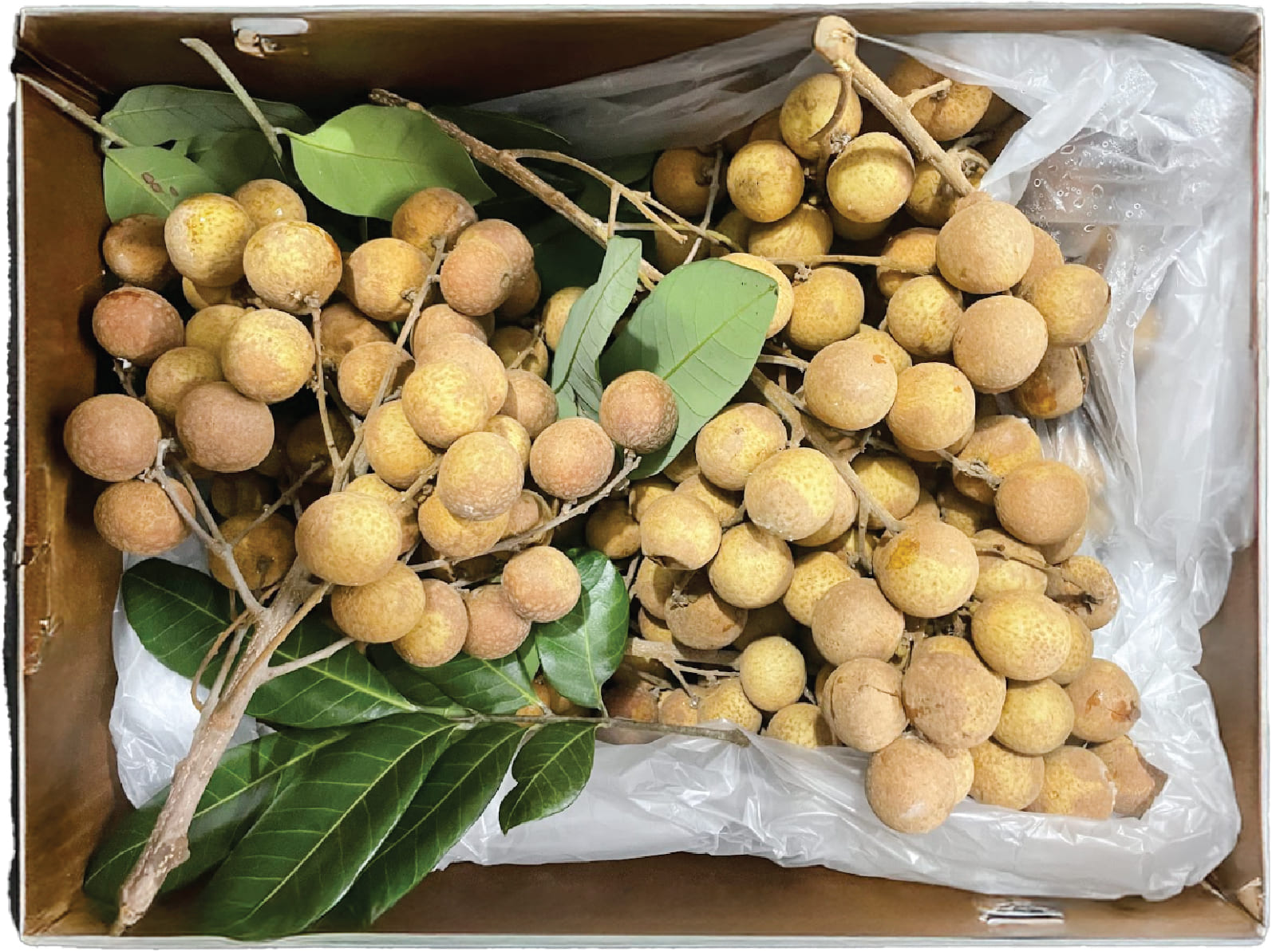 Nhan Tuoi - Fresh Longan *Florida*20lbs